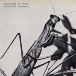 Portada de 'Creature of Habit', cuarto álbum de Courtney Barnett en Mom + Pop (2026)