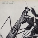 Courtney Barnett lanza su álbum Creature Of Habit