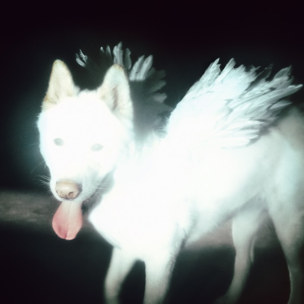 Portada de Cancel Me (I’m Tired), de Fat Dog